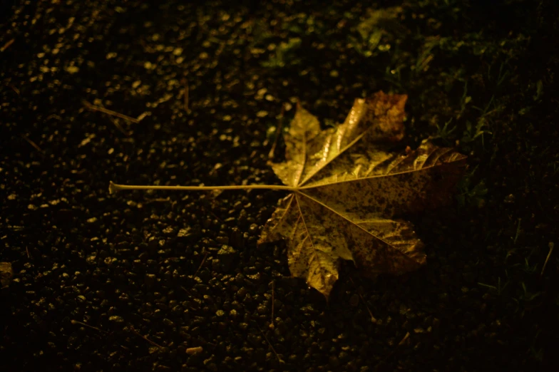 a leaf laying on a ground with the light from behind