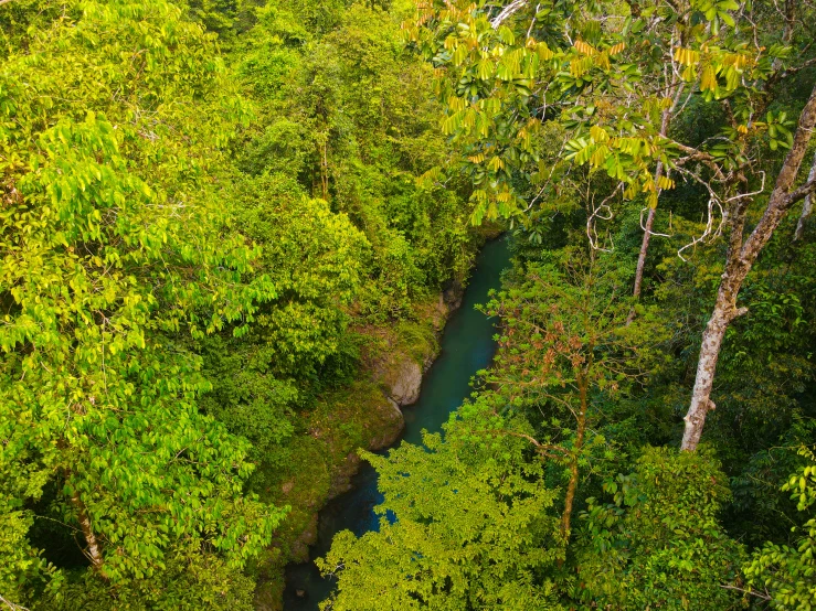 looking down on a lush green jungle, a river surrounded by trees