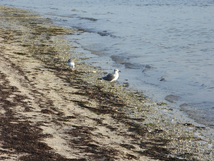 two seagulls are on the edge of a beach