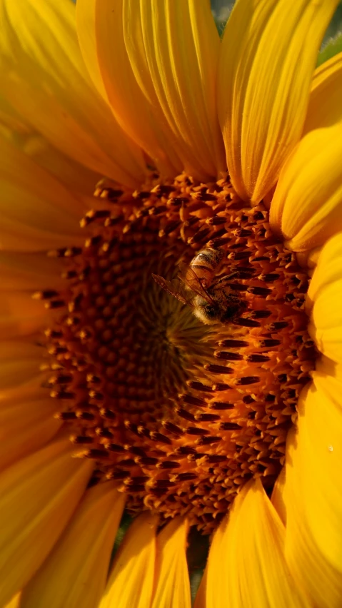 the bum is sitting on the bright yellow flower