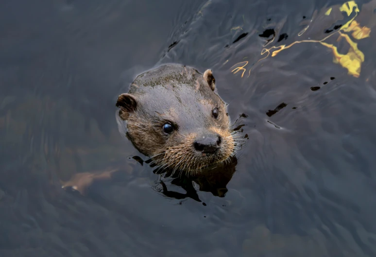 the otter is swimming near another animal in the water