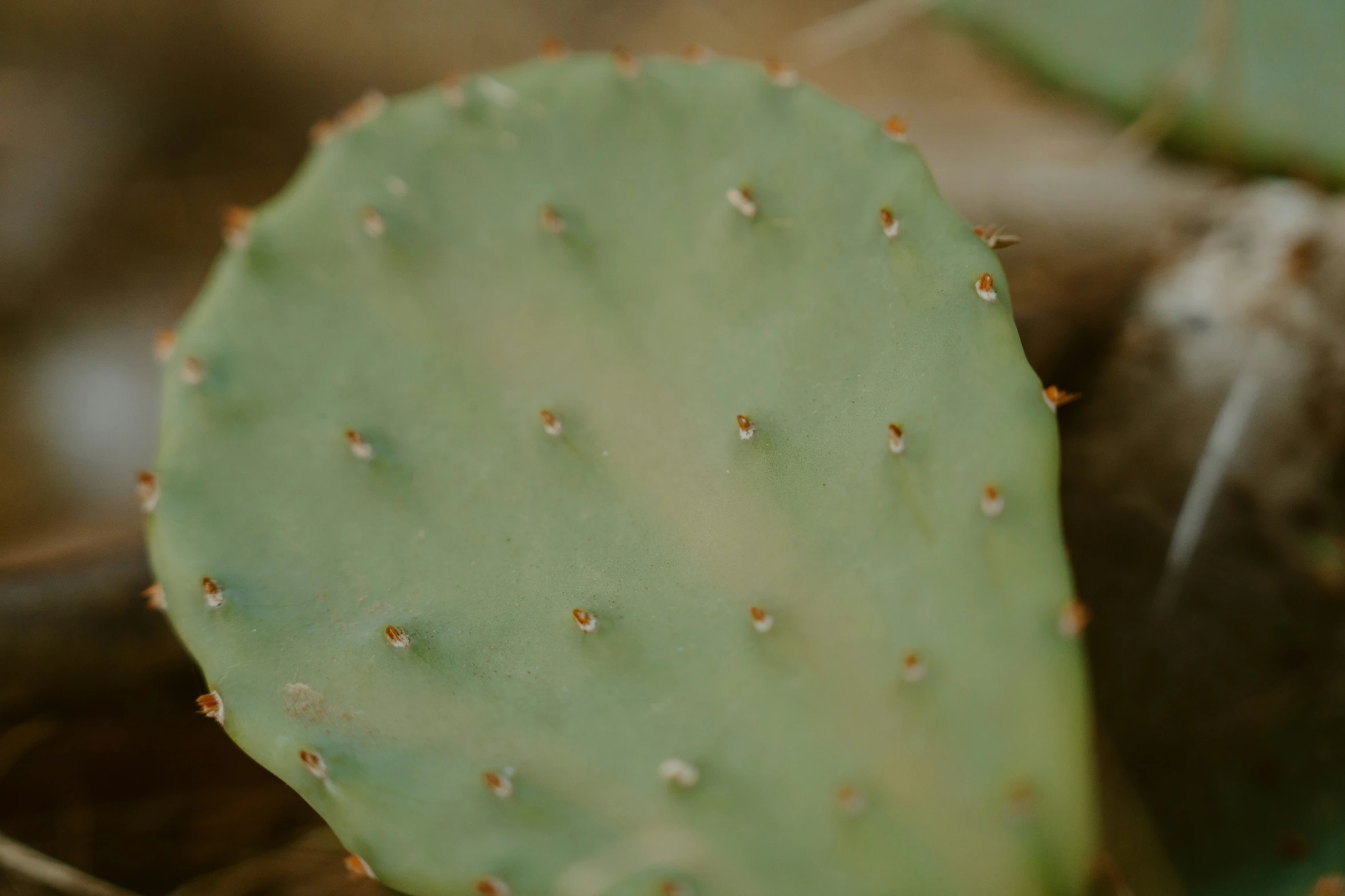 small cactus sitting next to a little mouse