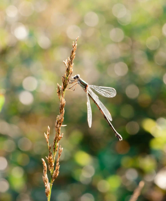 a dragon fly perched on top of a plant