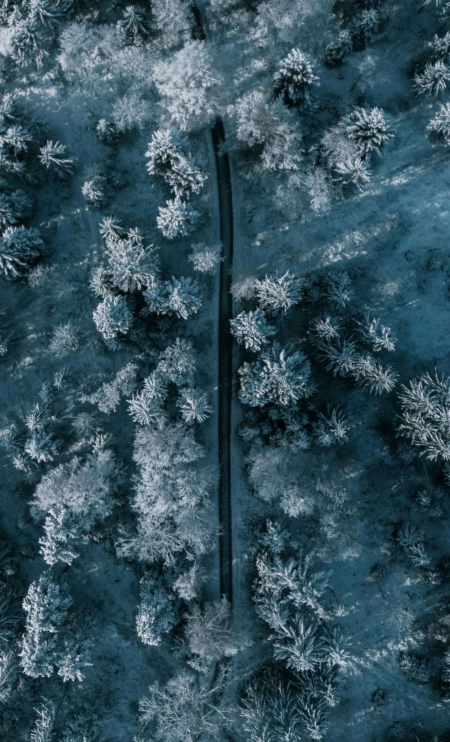 an aerial view of snow covered trees from above