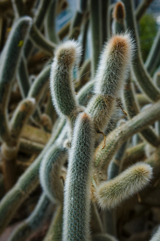 the long stems of cactus trees in the desert