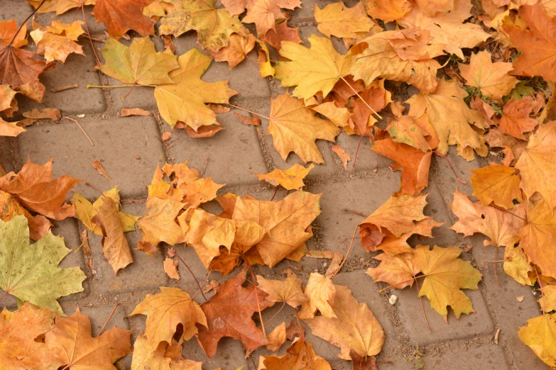 various leaves lay on the ground on a sidewalk