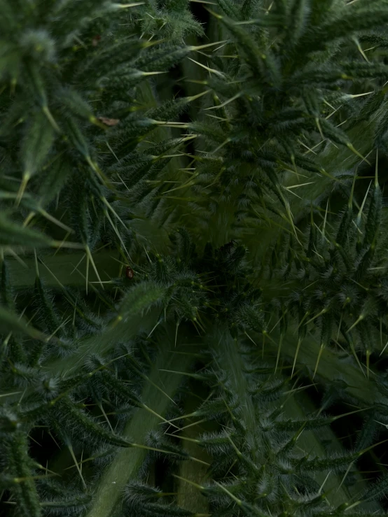 close up of a large green plant with lots of needles