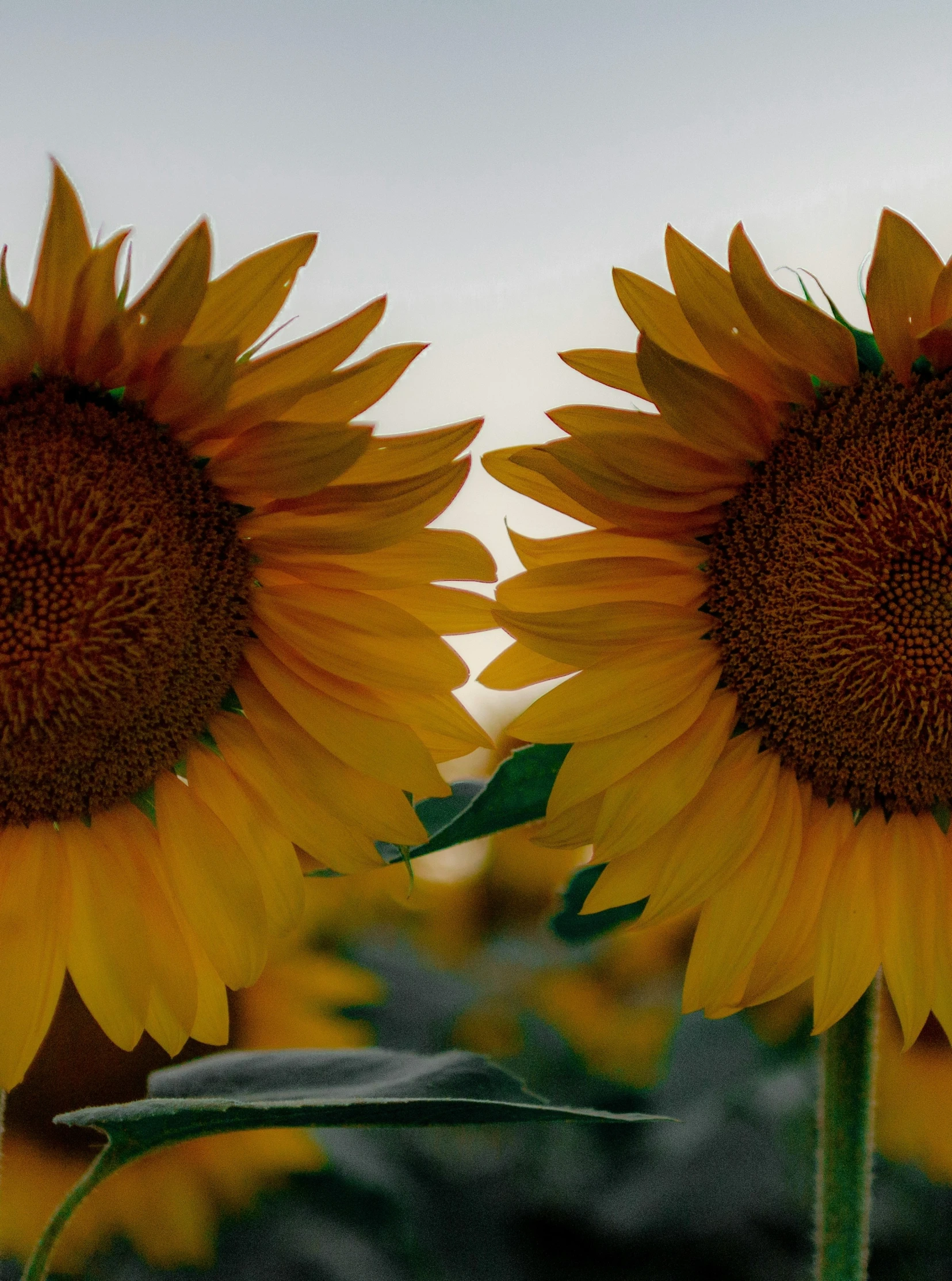 two sunflowers sitting next to each other