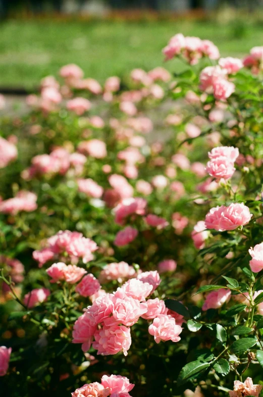 a bush of pink roses with a bench in the background