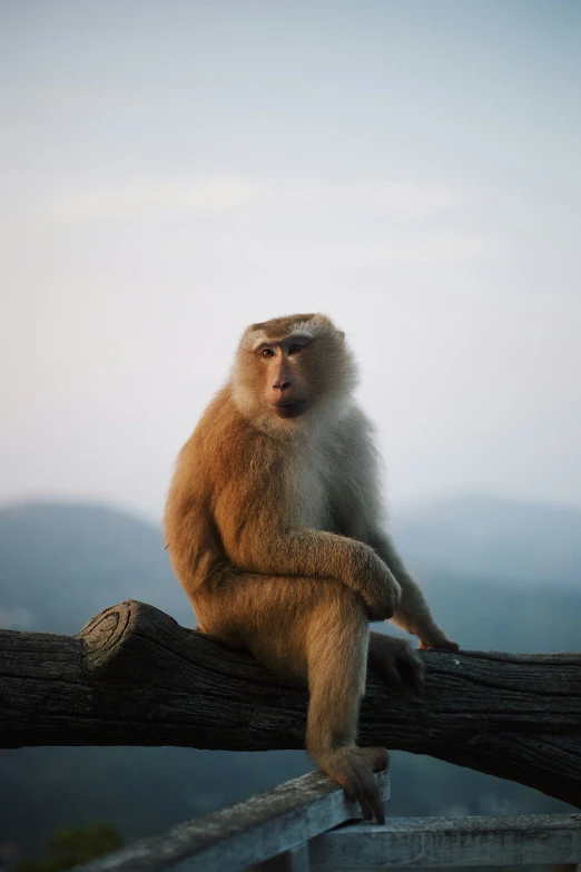 a monkey sitting on top of a log near water