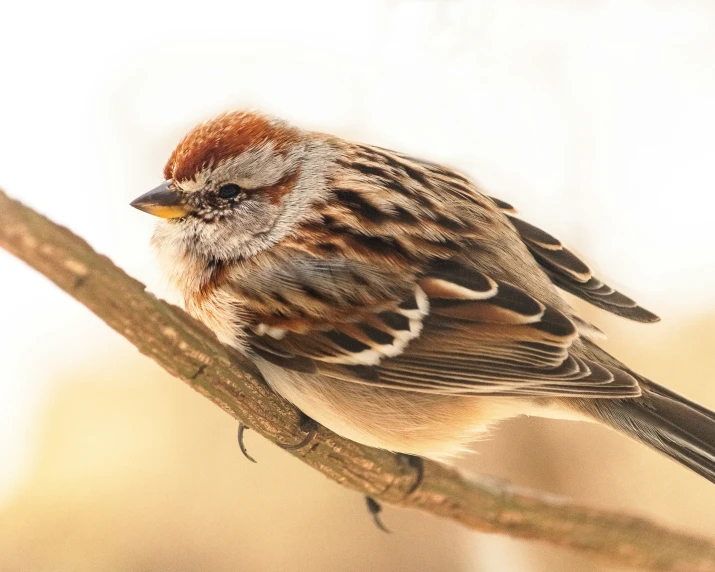 a brown and white bird sitting on a tree nch