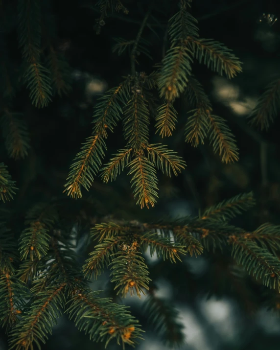 a bunch of pine needles hanging from a tree