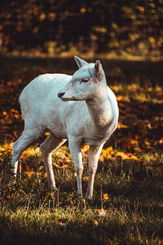 an animal that is standing in the grass