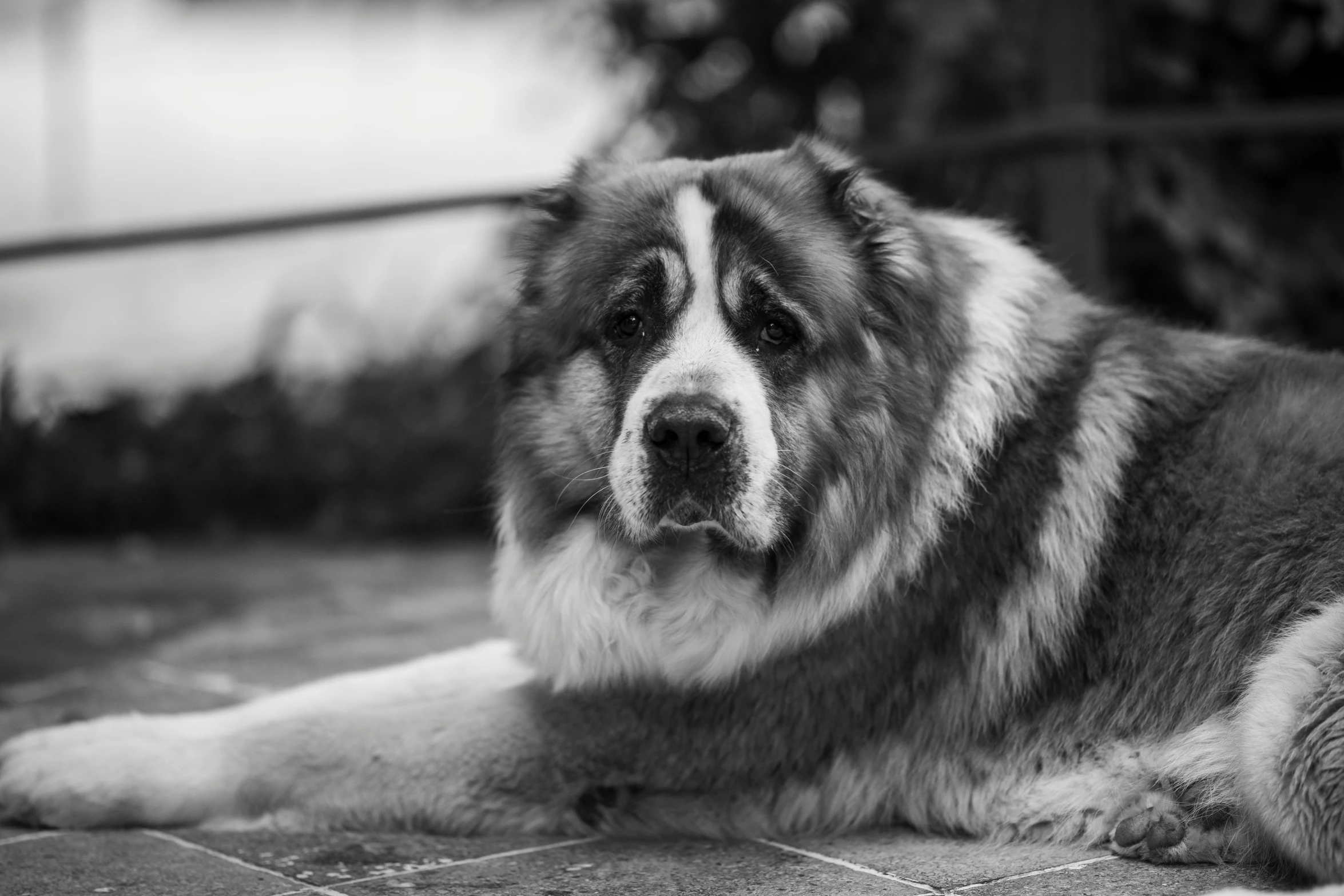 a gy dog resting on some pavement