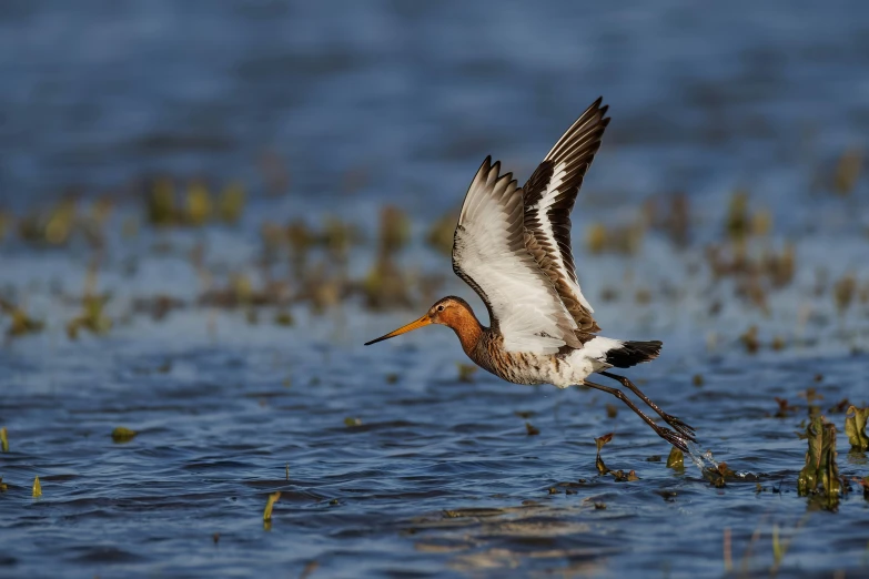 the bird is flying over water next to a plant