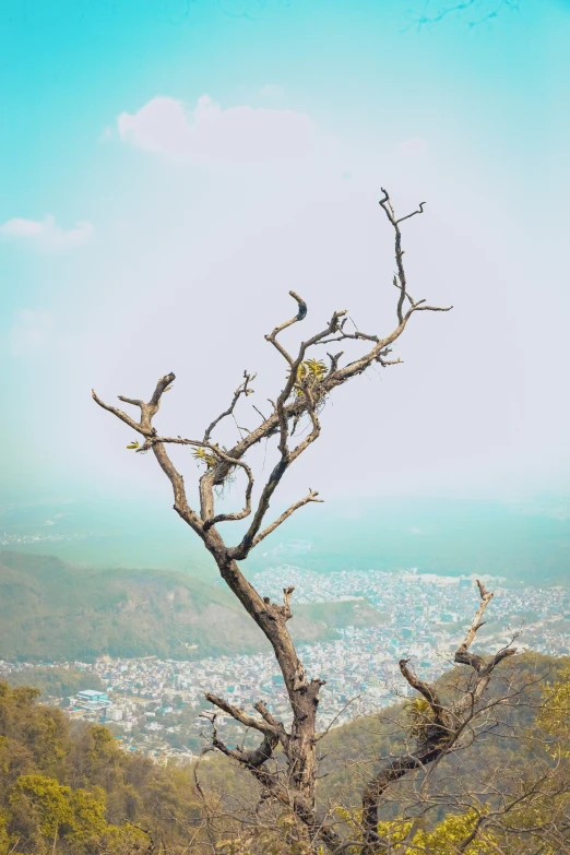 a dead tree and mountains with no leaves