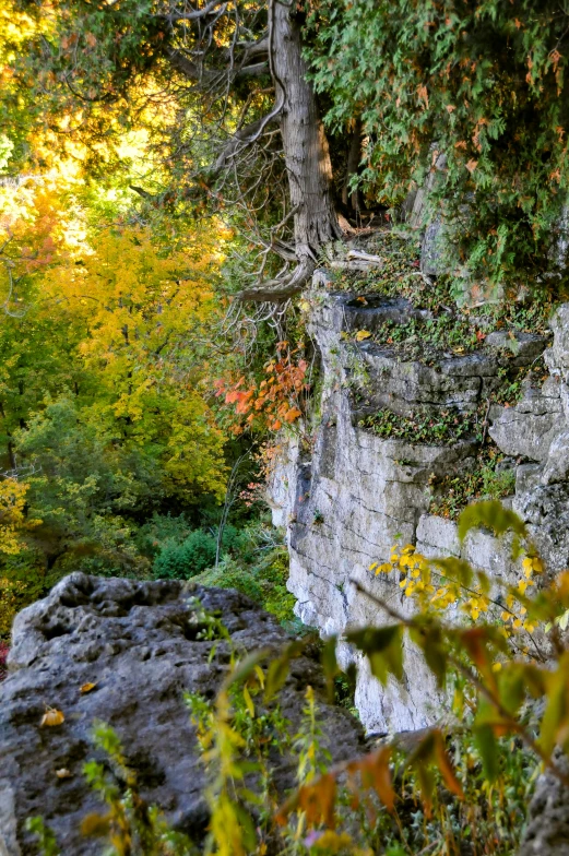 the trees around the rock wall can be seen