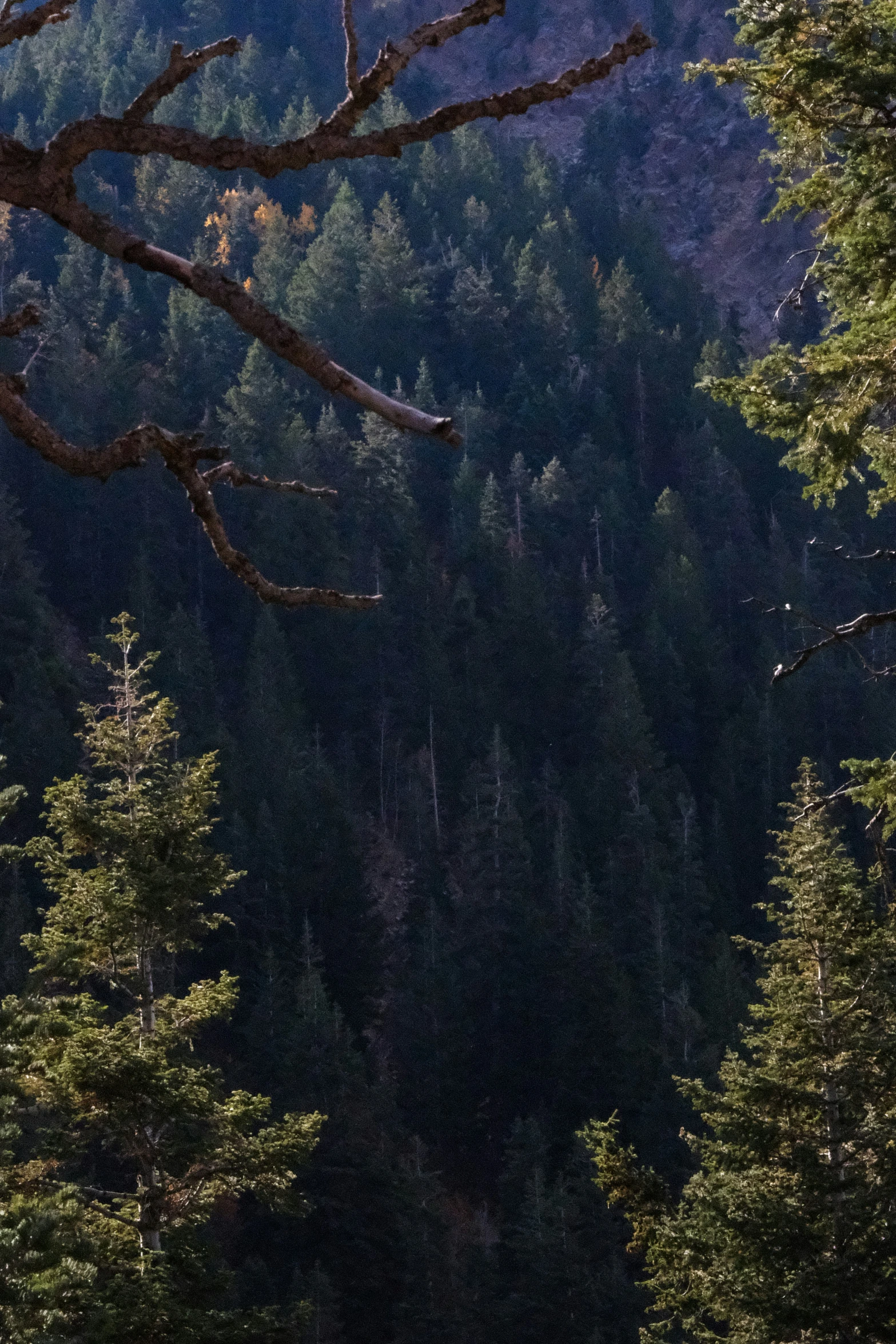 a black bear standing on a dirt road next to some trees