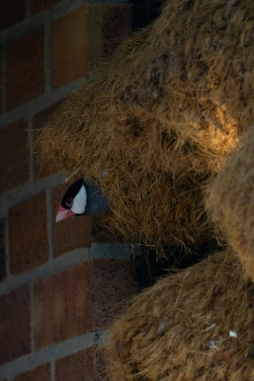 a close up of a bird peeking out of a hay stack
