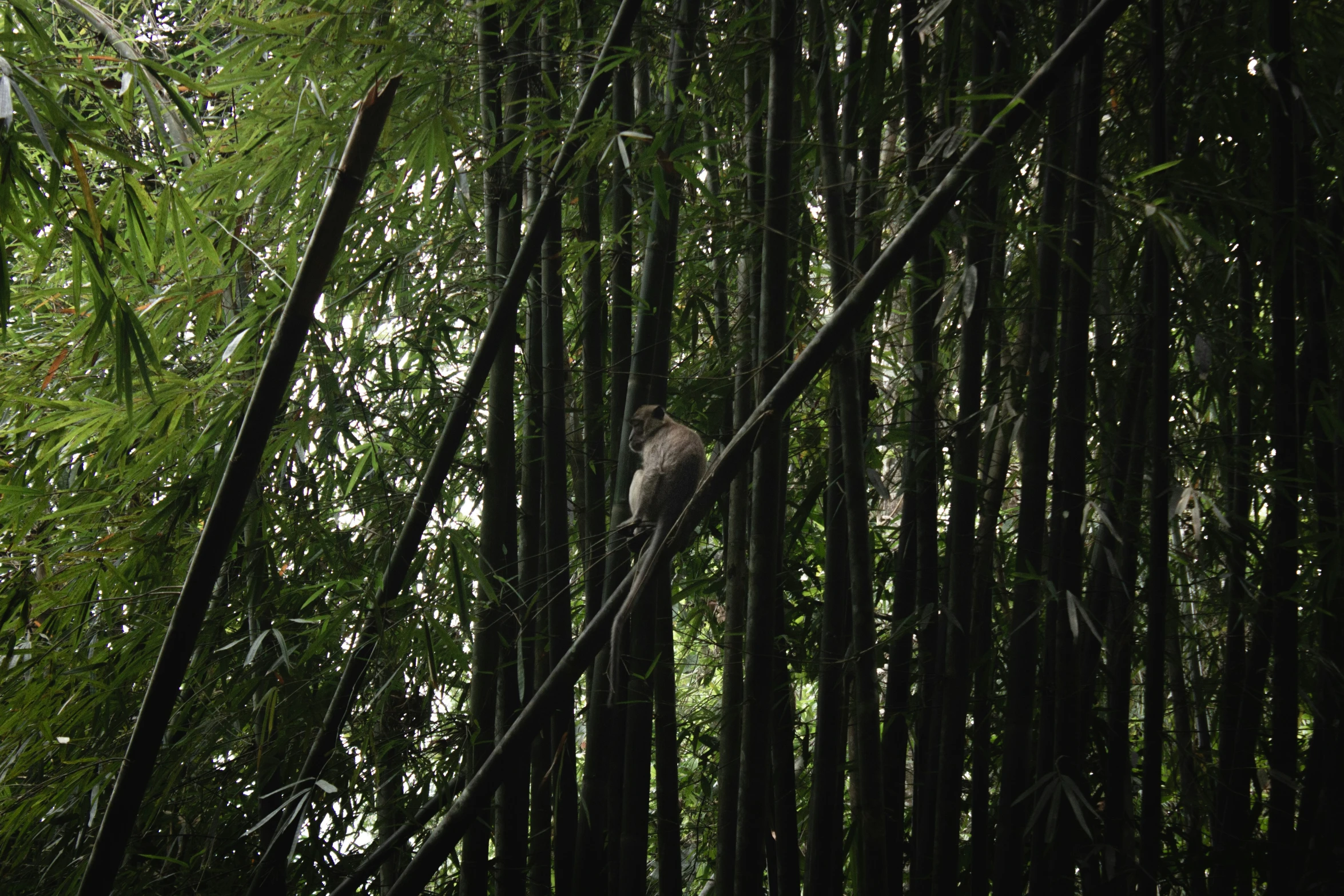 the bird is perched on the nch in the bamboo trees