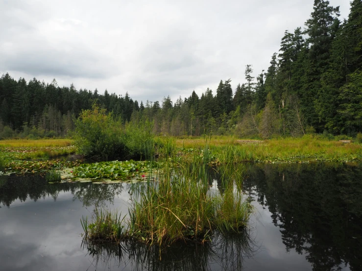 a patch of green plants is growing out of the water