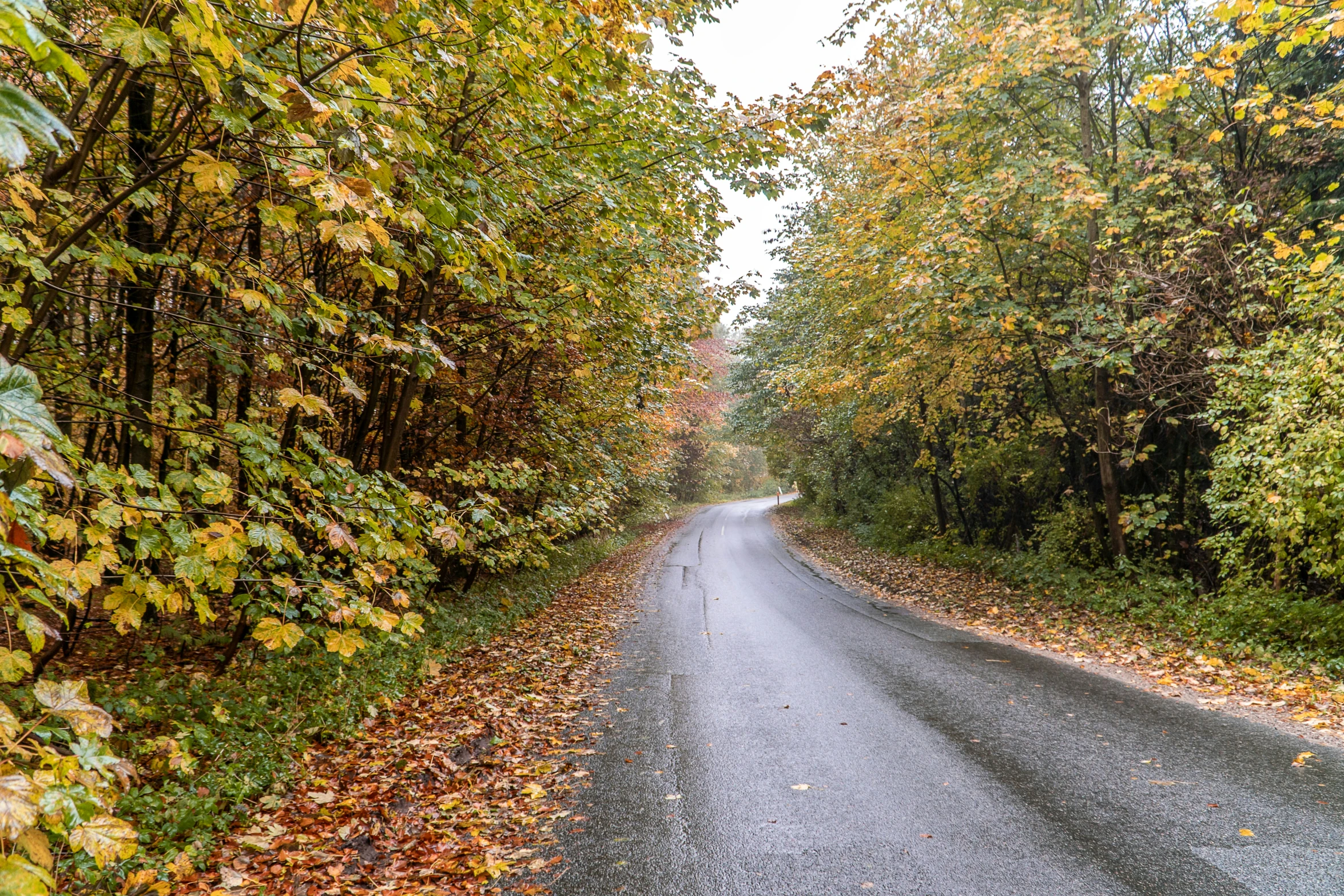 a wide street lined with leaves leading into trees