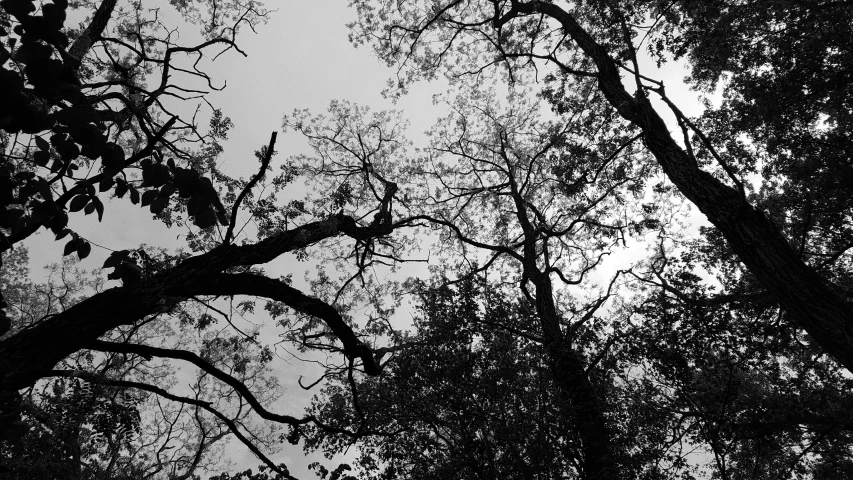 silhouettes of trees against a cloudy sky