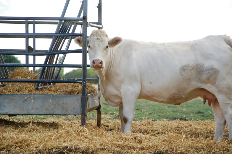 a large cow standing in hay by the fence