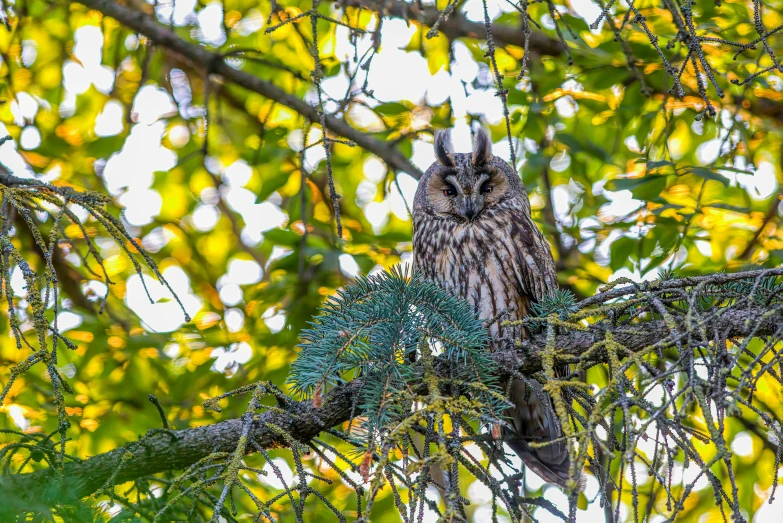 a large owl sits in the nches of a tree