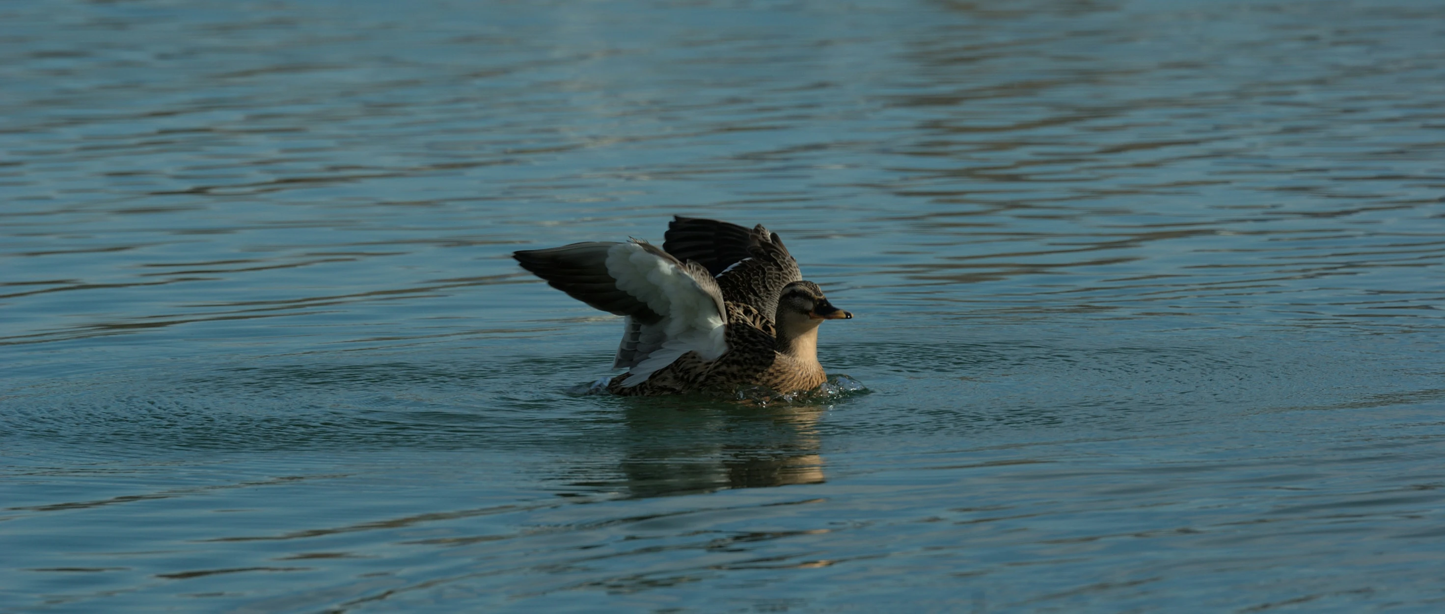 a duck is in the water and its wings are spread out