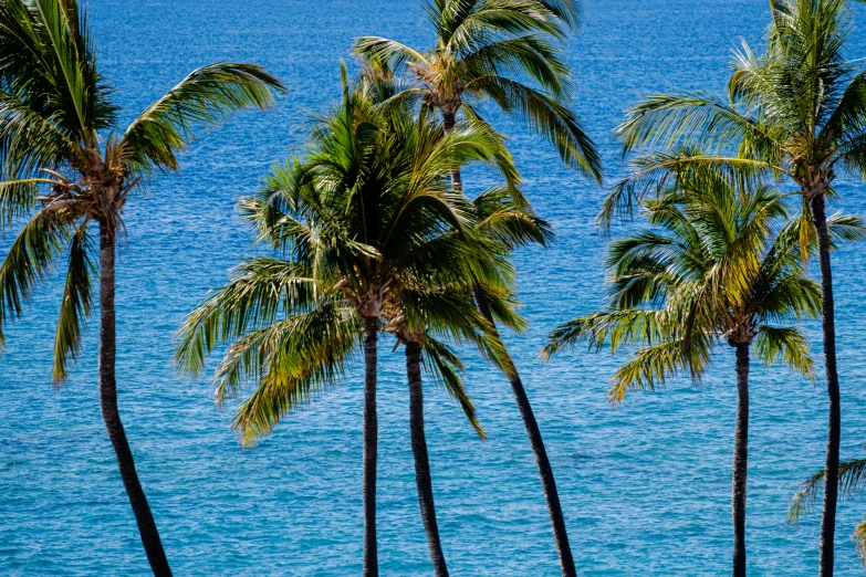 some palm trees are near the water