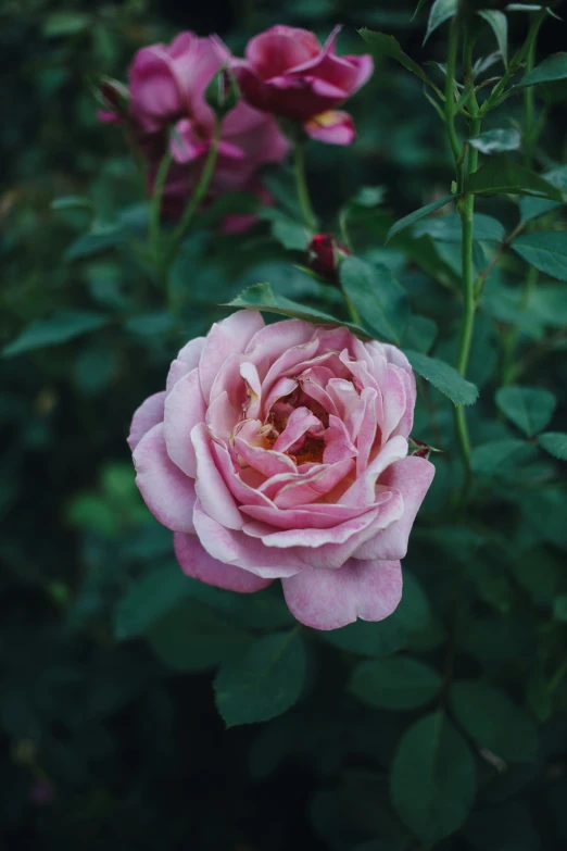 a flower that is growing in a field