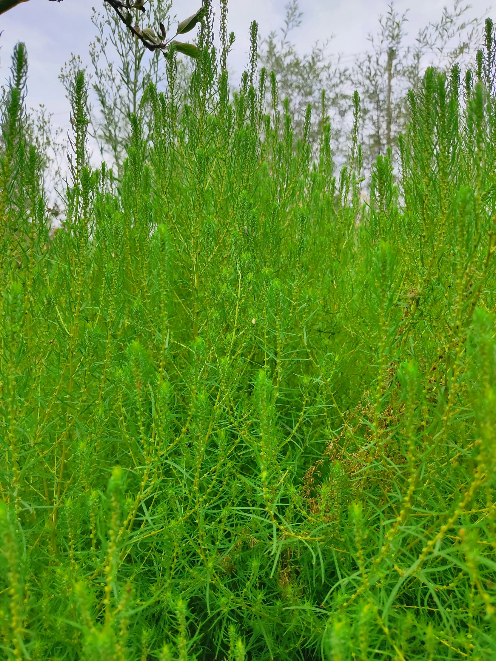 green plants in a grassy area under a cloudy sky