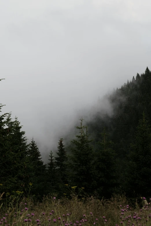 the view through some trees shows clouds behind them