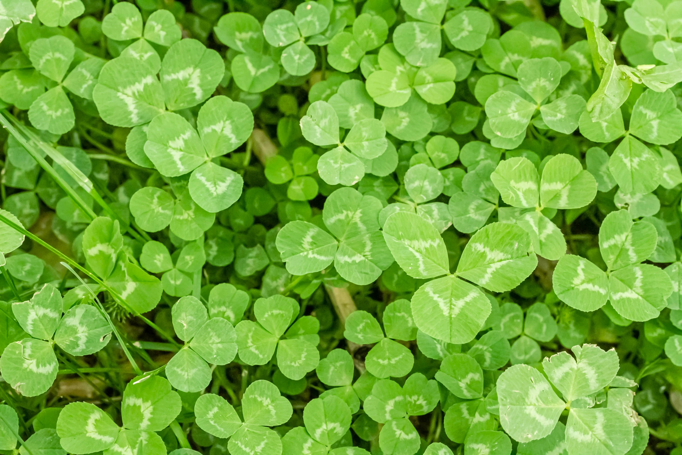 a group of leafy clovers that have been placed together