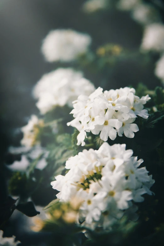 white flowers are growing out of green leaves