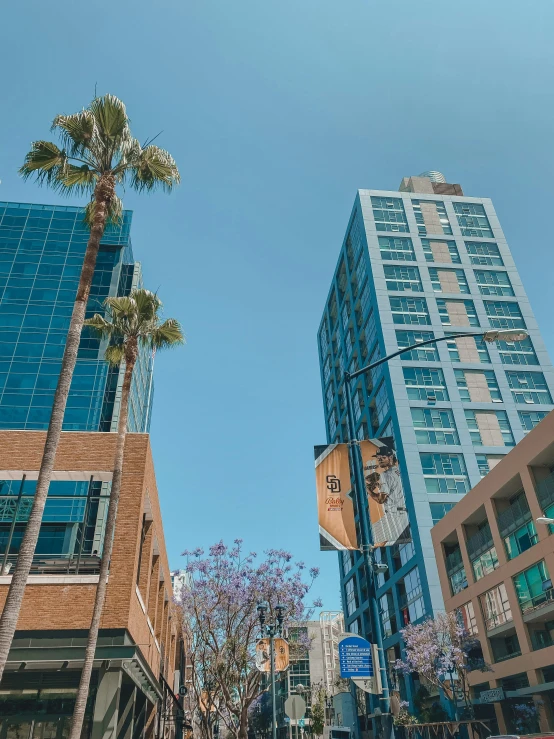 a street view with tall buildings and a palm tree