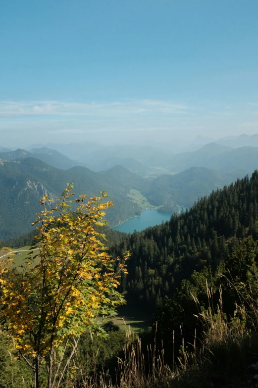 a leafy tree overlooks an expansive view of mountains