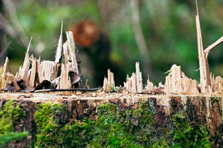 an image of a piece of tree that is in the woods