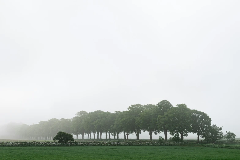 a couple of trees standing on top of a lush green field