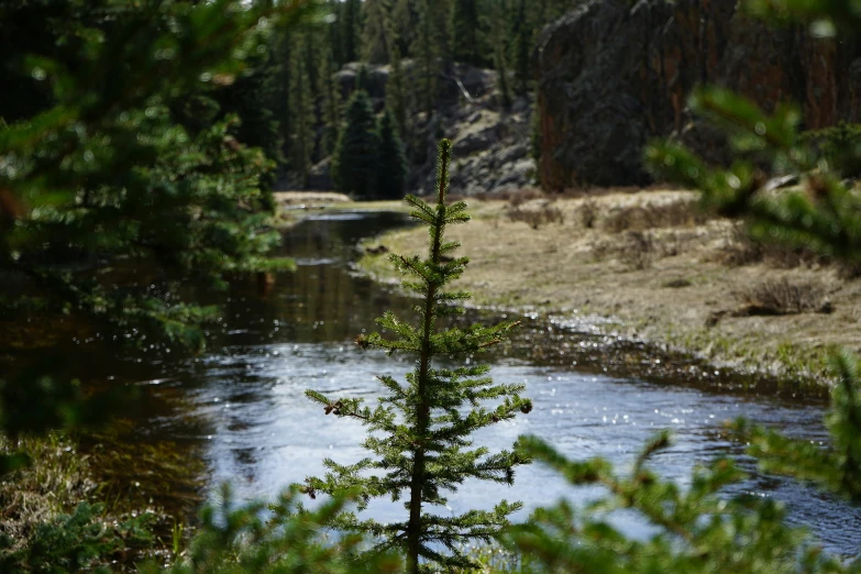 a stream with water flowing between pine trees