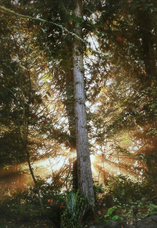 a bench sits between two tall trees