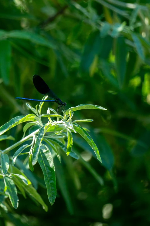 a bird perched on a flower next to a forest