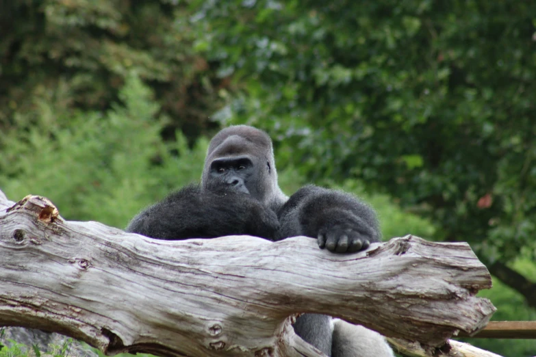 an adult gorilla standing on top of a tree stump