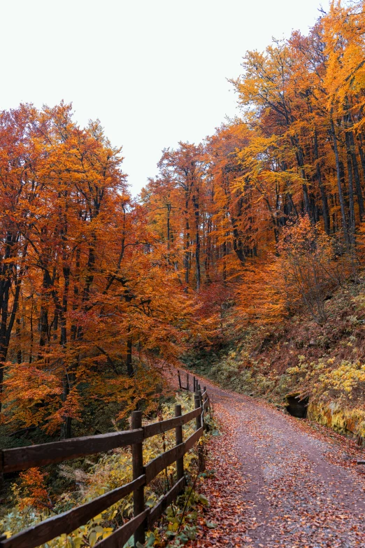 a wooded trail in the autumn with orange and yellow trees
