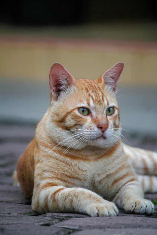 an orange cat is relaxing in the sun