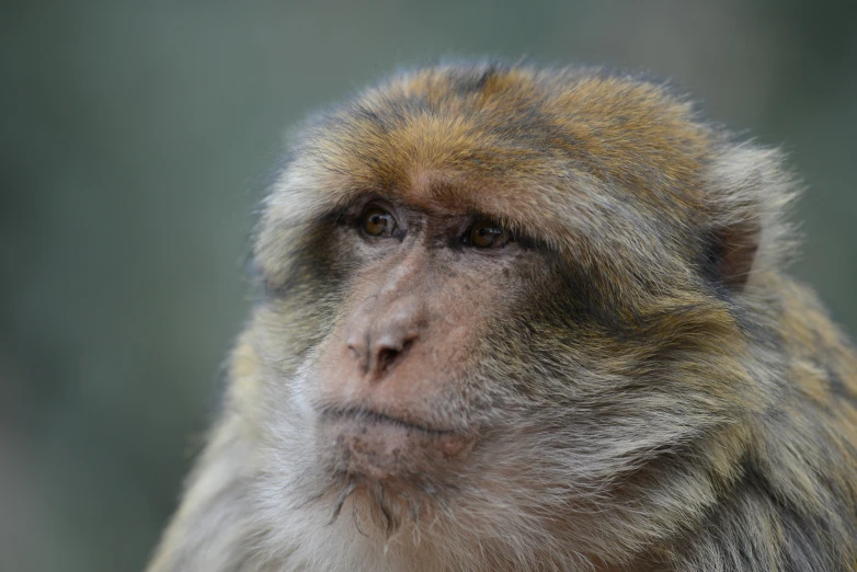 there is a small monkey with an alert look on its face