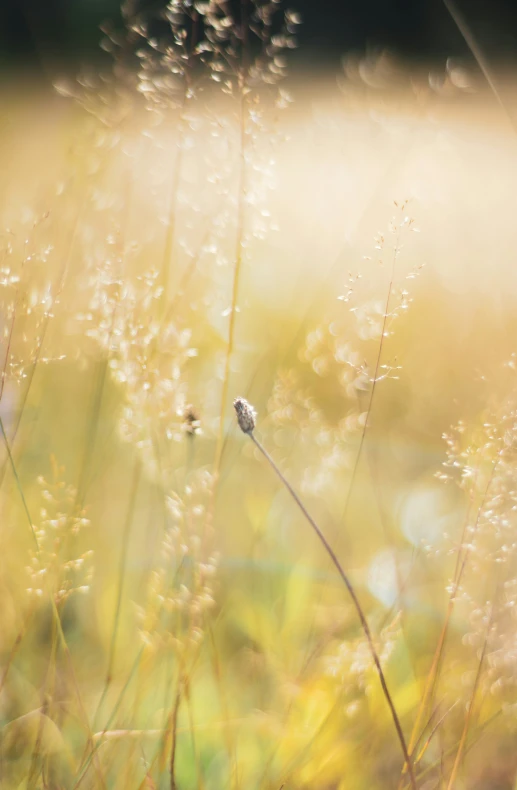 the small bird is perched on a tall, thin grass