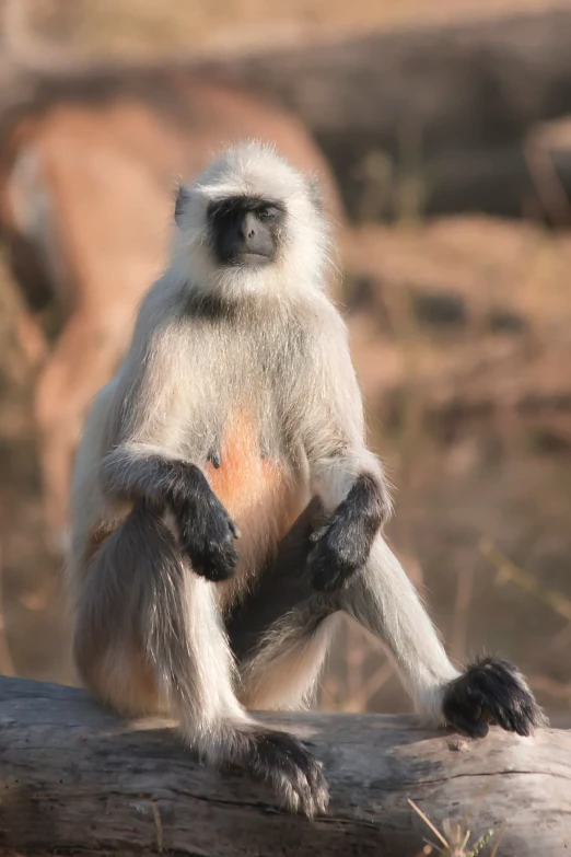 a grey and white monkey sitting on top of a log