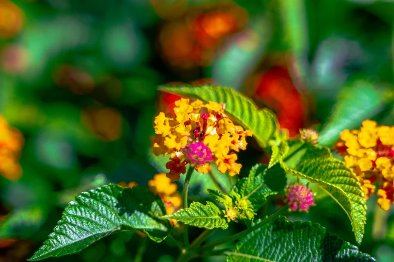 a nch with small yellow and red flowers on it